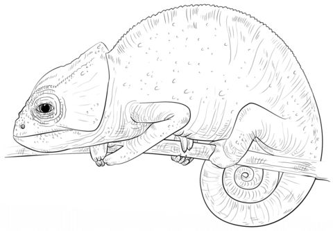 Free printable red eared slider coloring picture assignment sheets pictures for child