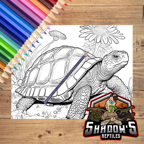 Animal coloring pages shadows reptiles