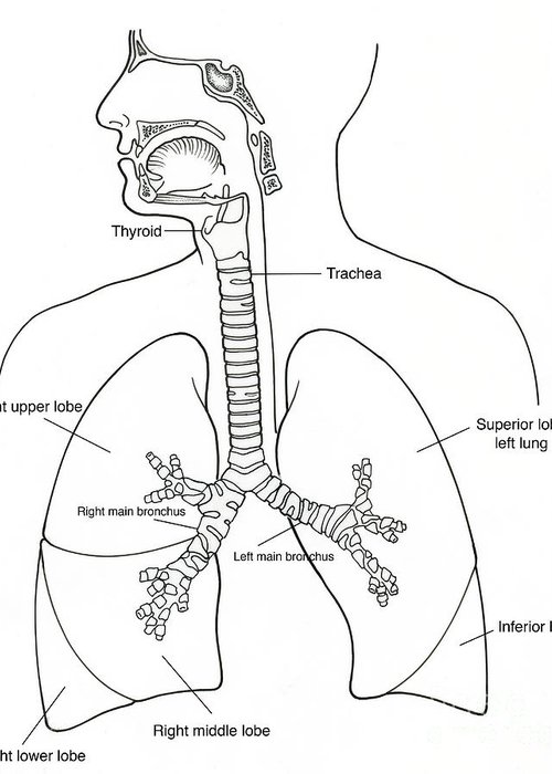 Illustration of respiratory system greeting card by science source