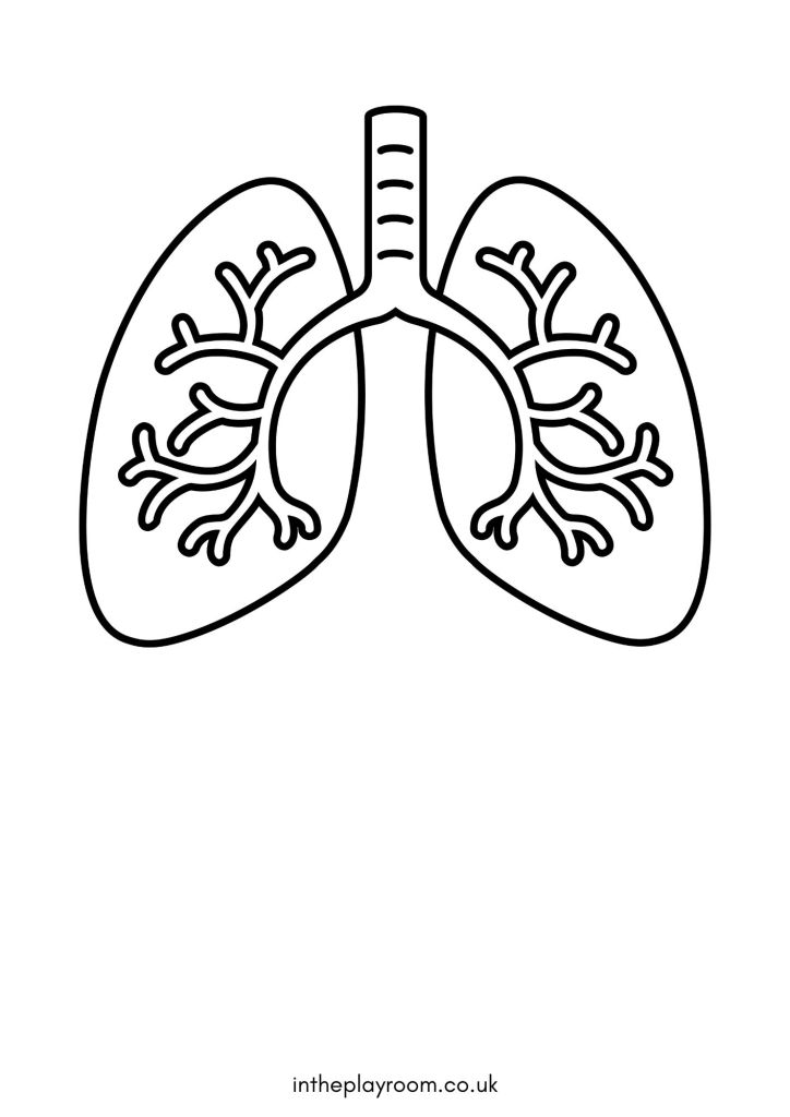 Free human body printables for kids