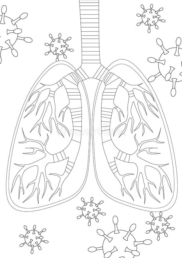 Respiratory coloring stock illustrations â respiratory coloring stock illustrations vectors clipart