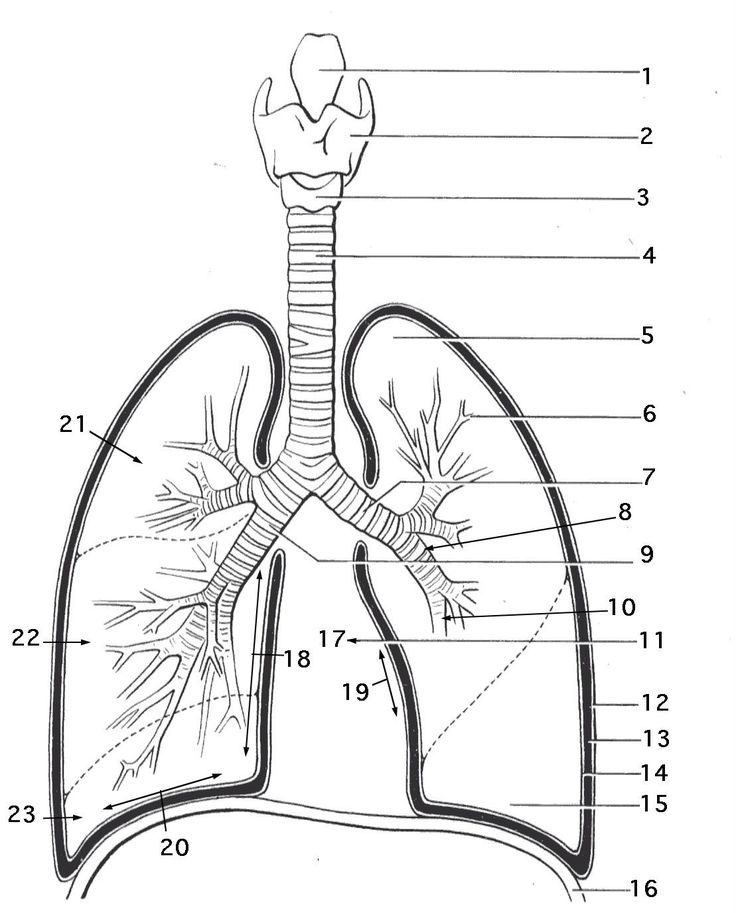 Image result for anatomy labeling worksheets anatomy coloring book coloring pages lung anatomy