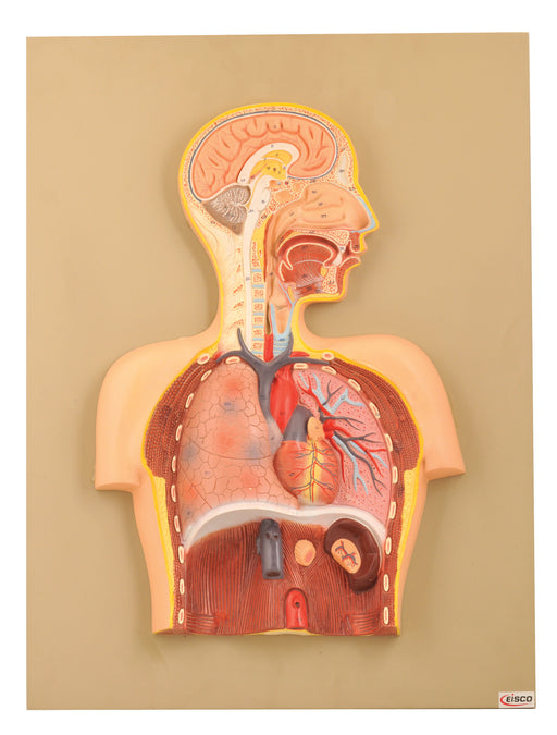 Respiratory system