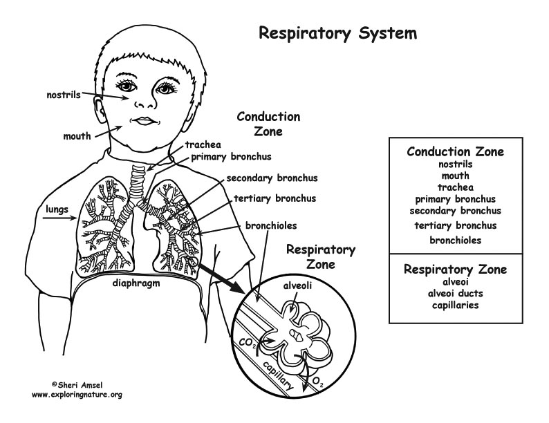 Respiratory system coloring page middlehigh school