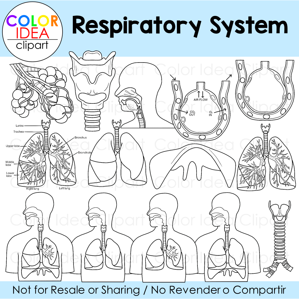 Respiratory system made by teachers