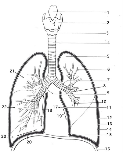 Respiratory system part diagram