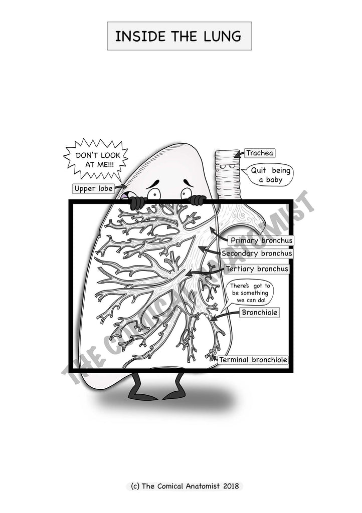 Respiratory system coloring book digital product the ical anatomist shop
