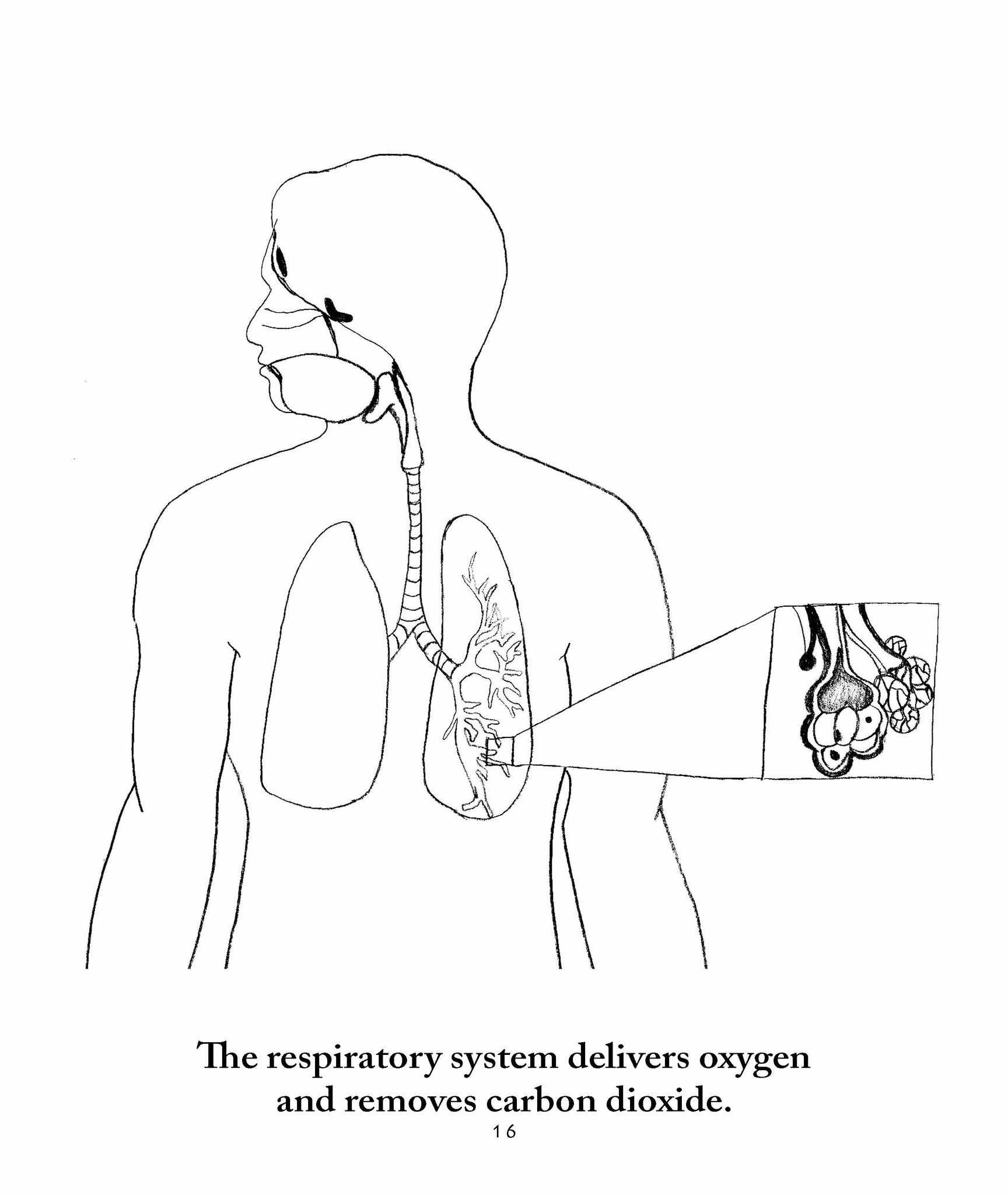 Anatomy coloring pages