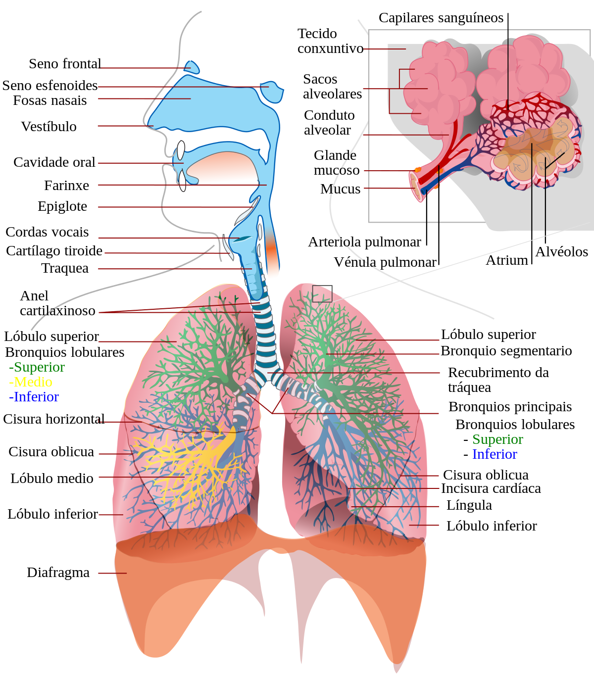 Filerespiratory system complete glsvg