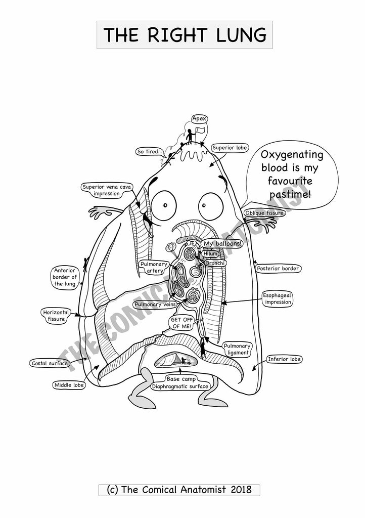 Respiratory system coloring book digital product the ical anatomist shop