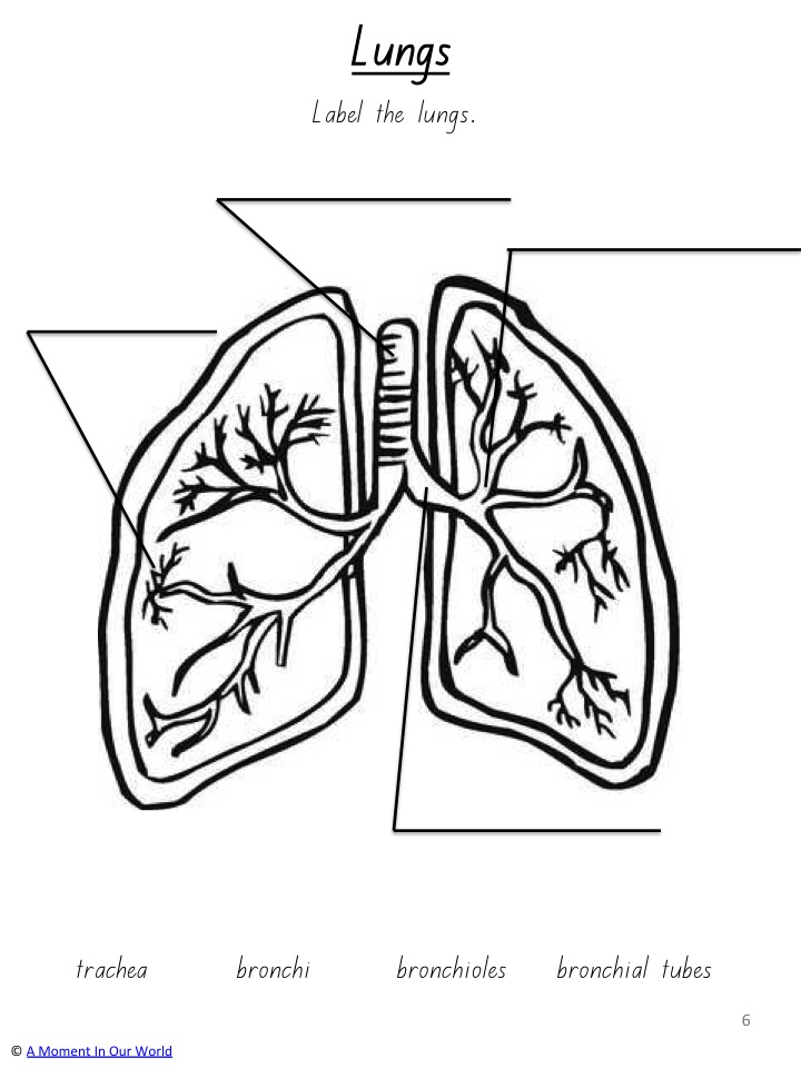 Respiratory system printable pack