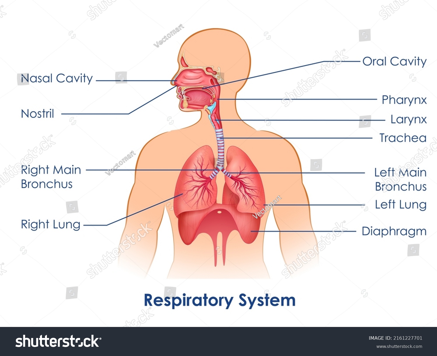 Respiratory system images stock photos d objects vectors