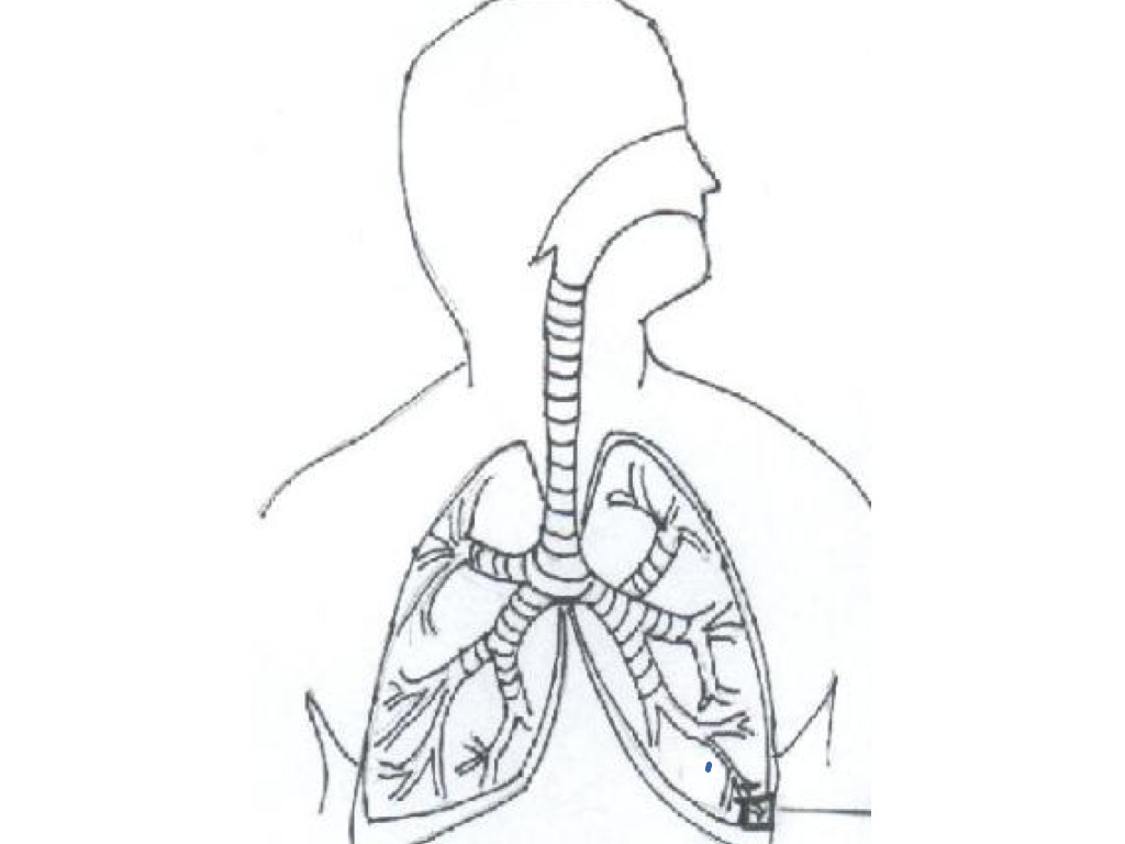 Respiratory system science