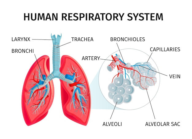 Respiratory system images