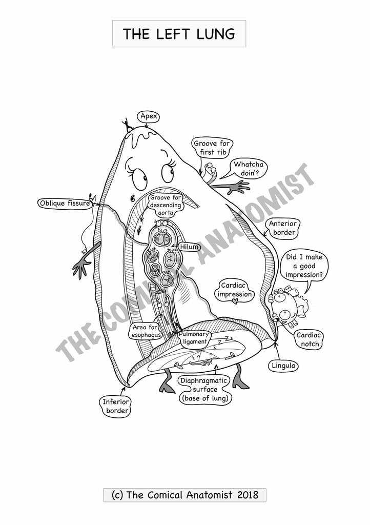 Respiratory system coloring book digital product the ical anatomist shop