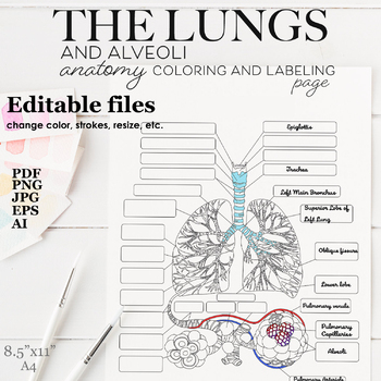 Lungs bronchi and alveoli anatomy coloring and labeling page tpt