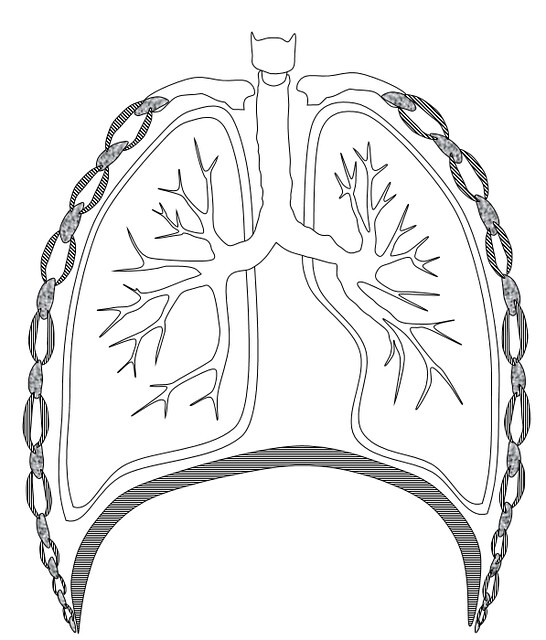 Human respiratory system done on microsoft word