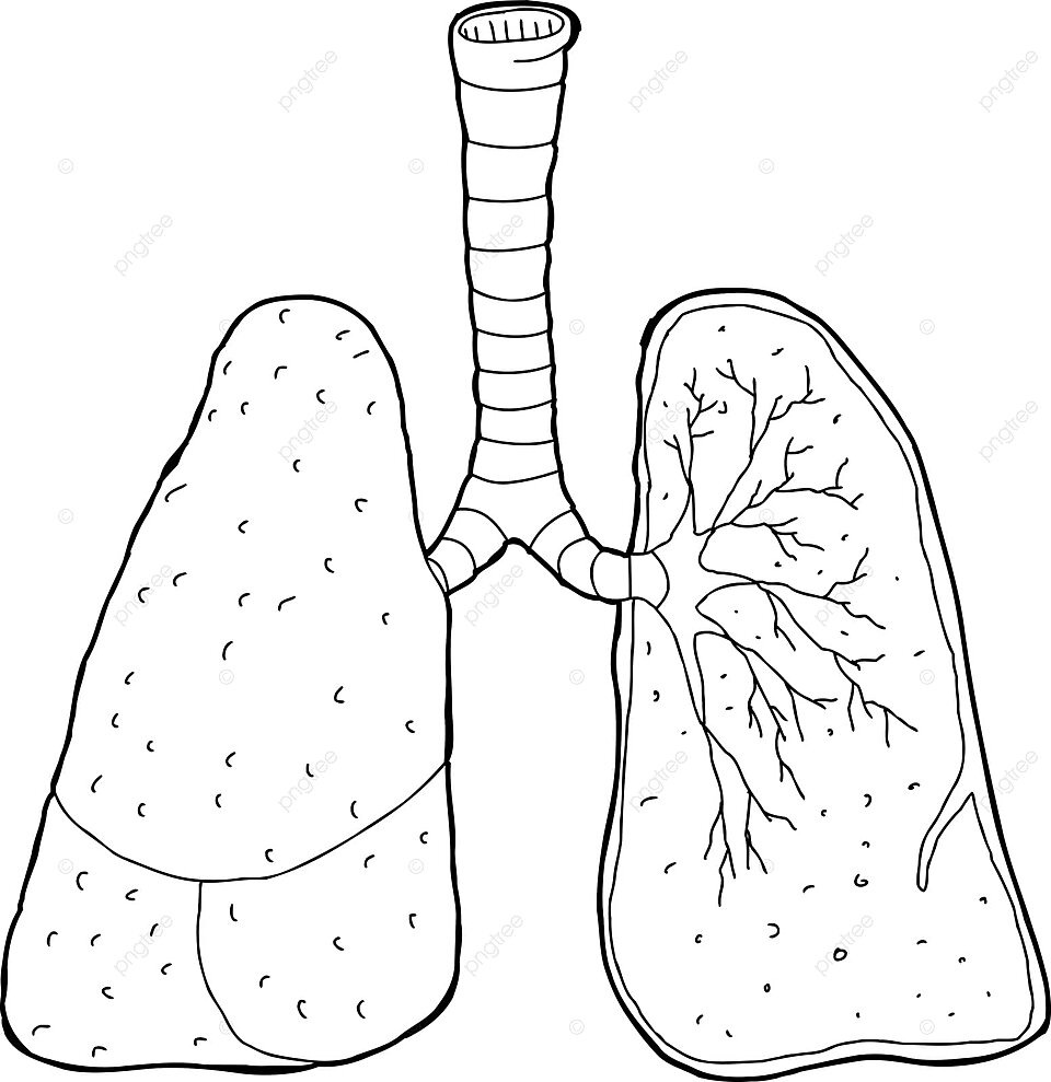 Outlined cross section lungs vector cut out respiratory system photo background and picture for free download