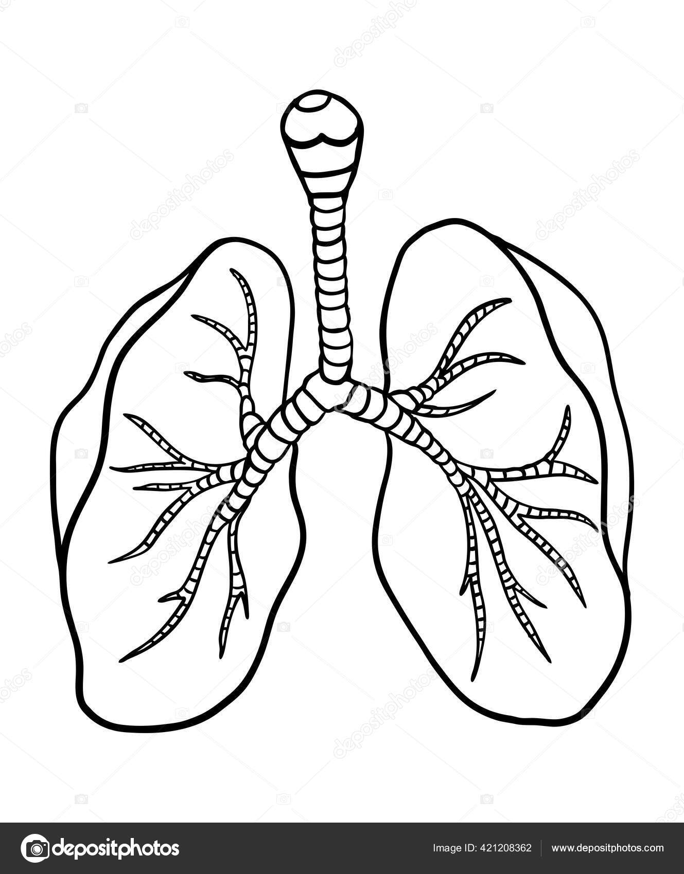 Abstract lungs print anatomical drawing poster human respiratory system vector stock vector by tolchik