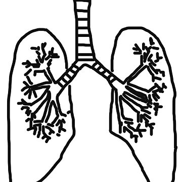 Respiratory system essential t