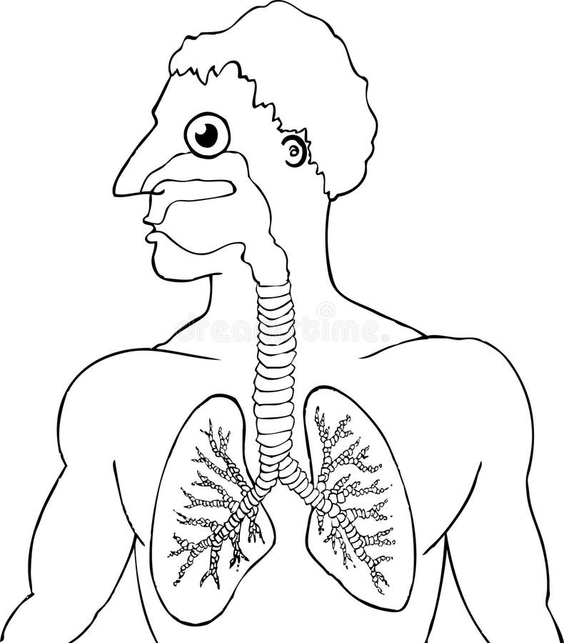 Cartoon human lungs stock vector illustration of male