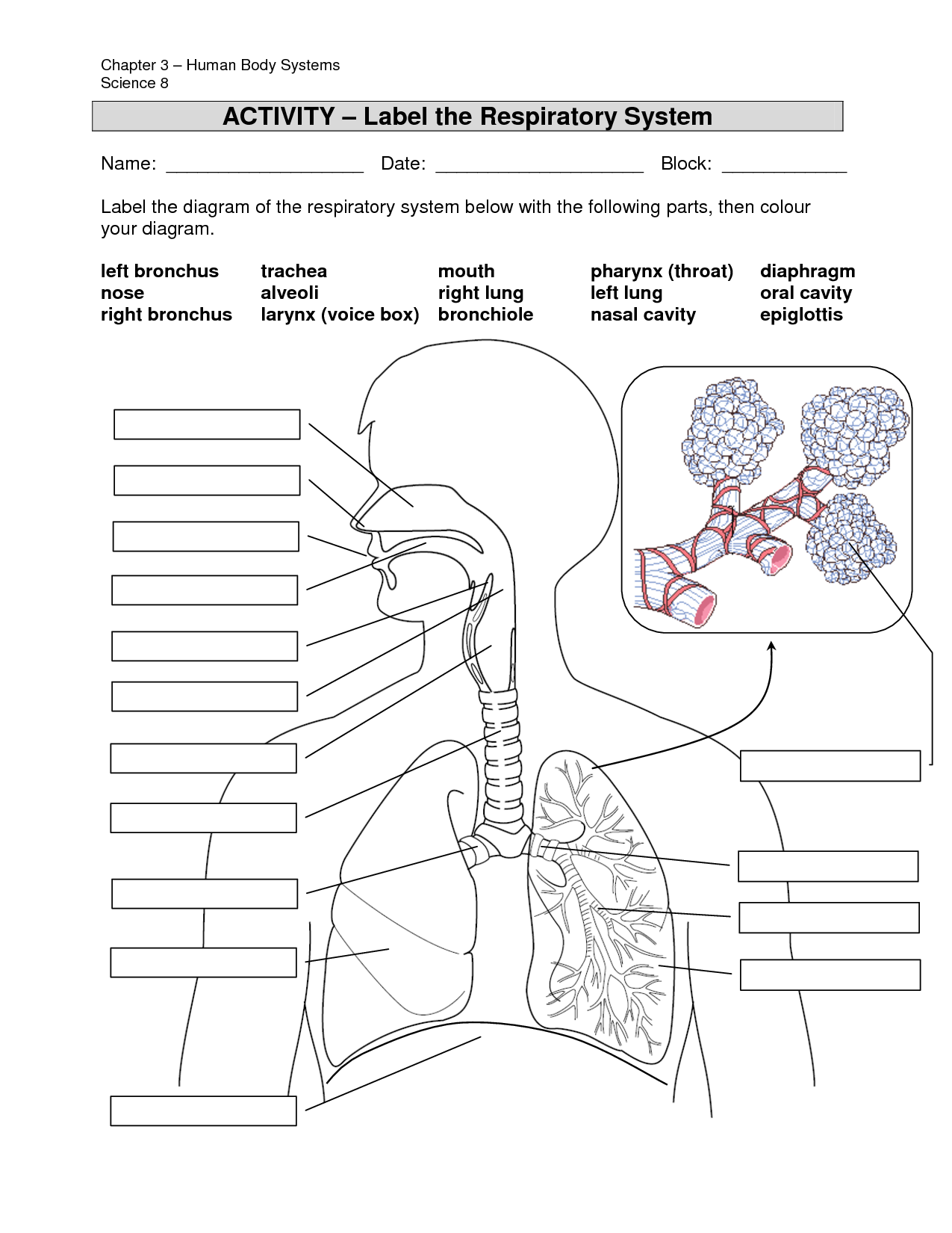 Blank respiratory system diagrams