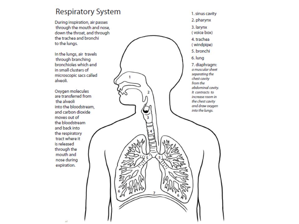 Write topic and aim on the back of the notes sheet topic respiratory system aim how does gas exchange occur in the respiratory system do now