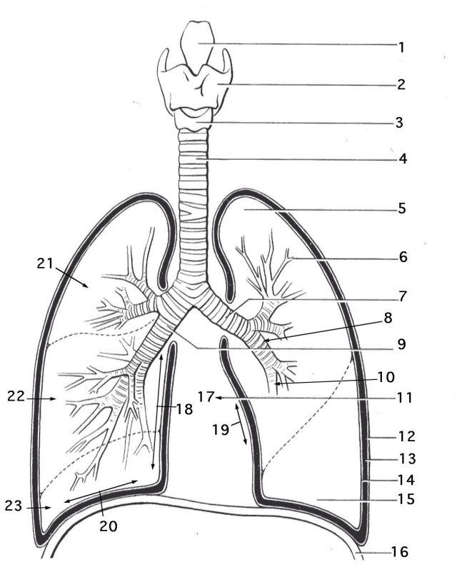 Inspired photo of anatomy coloring pages
