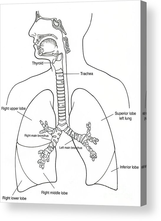 Illustration of respiratory system acrylic print by science source