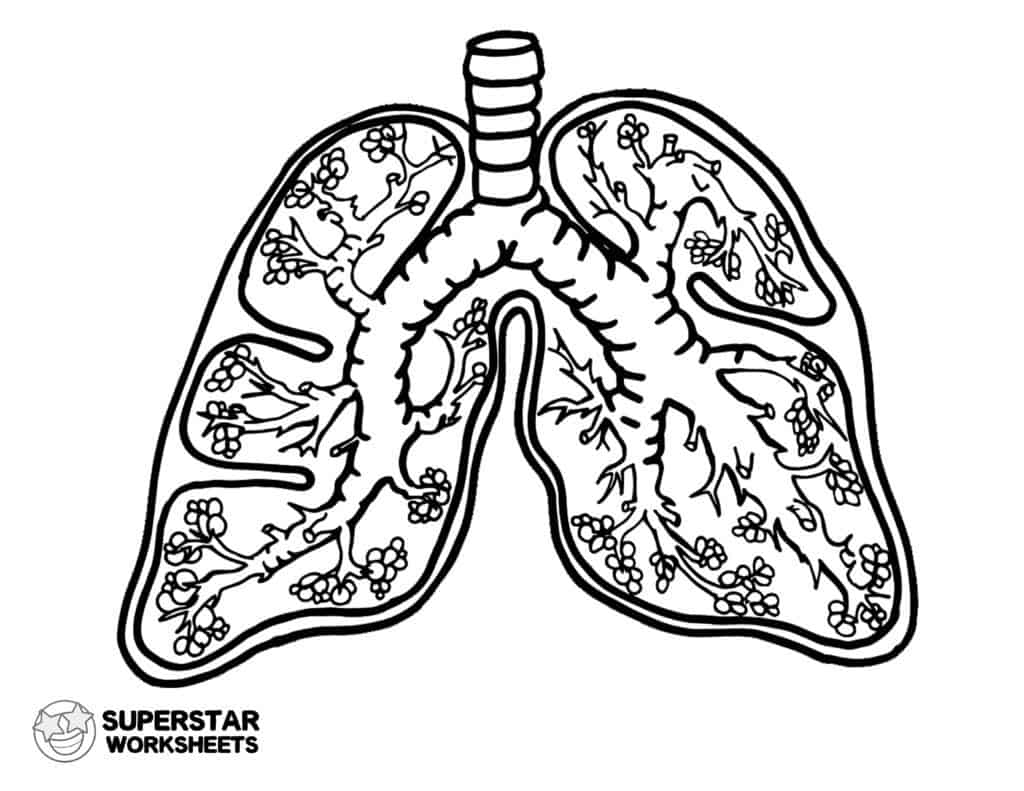 Human lungs worksheets