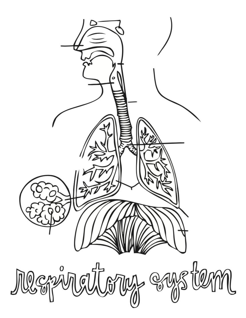 Anatomy coloring pages