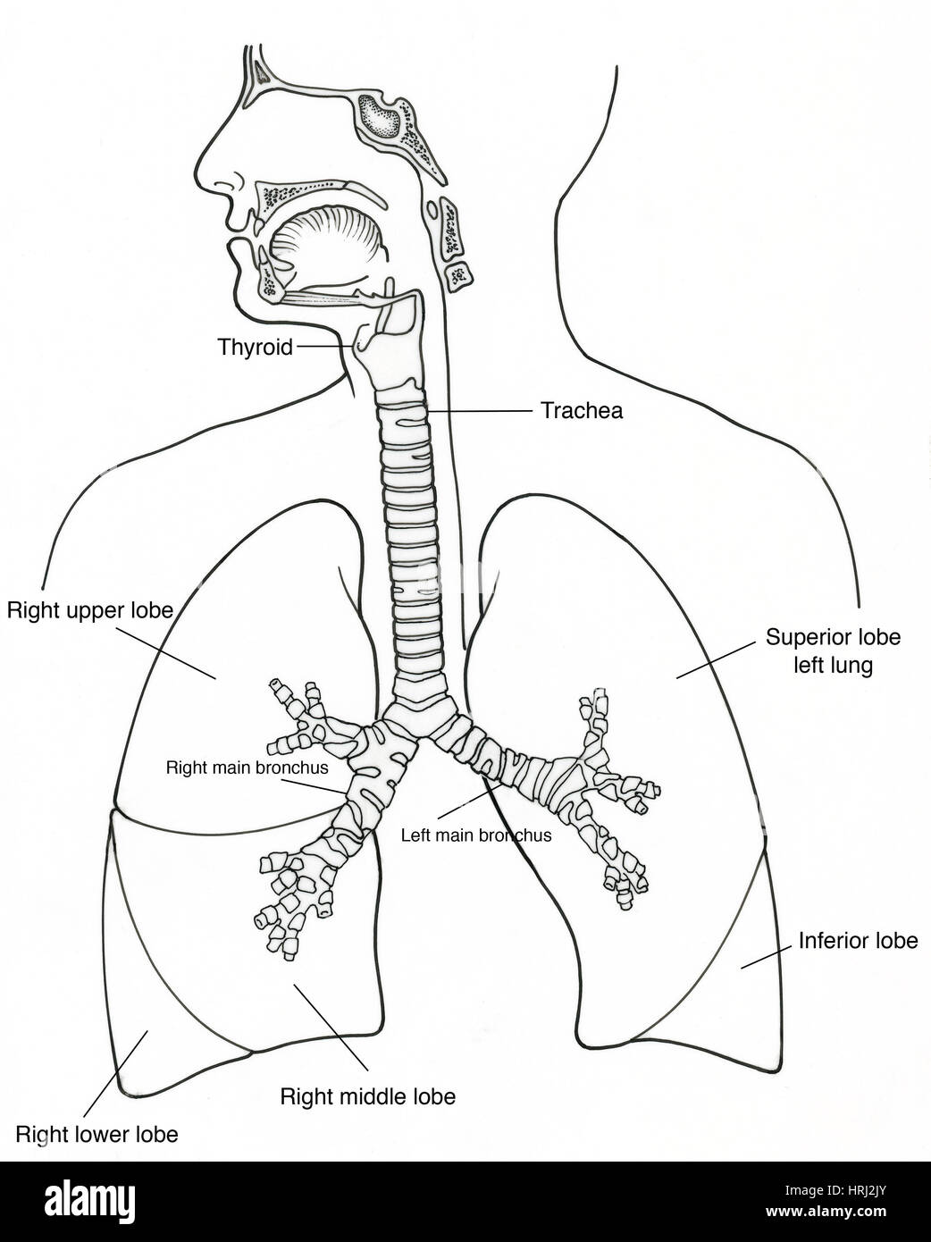 Illustration of respiratory system stock photo