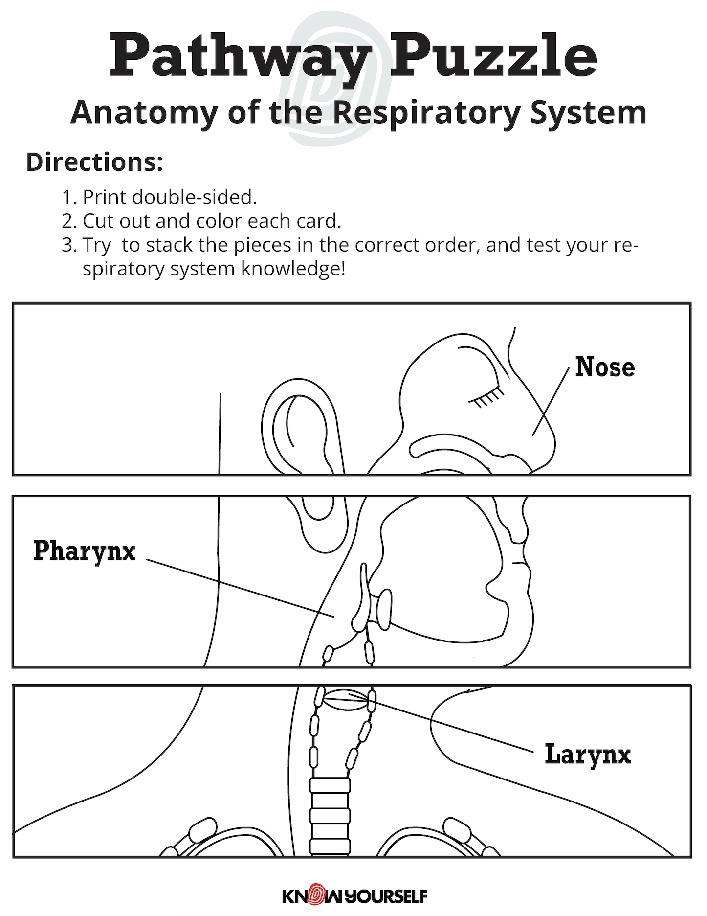 Respiratory system pathway stacking puzzle