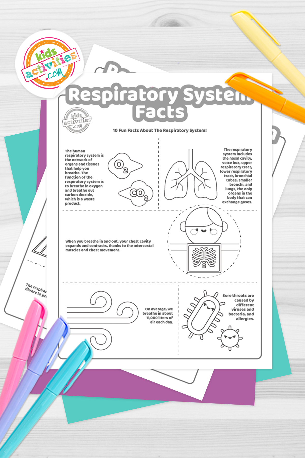 Super cool facts about the respiratory system for kids who love learning kids activities blog