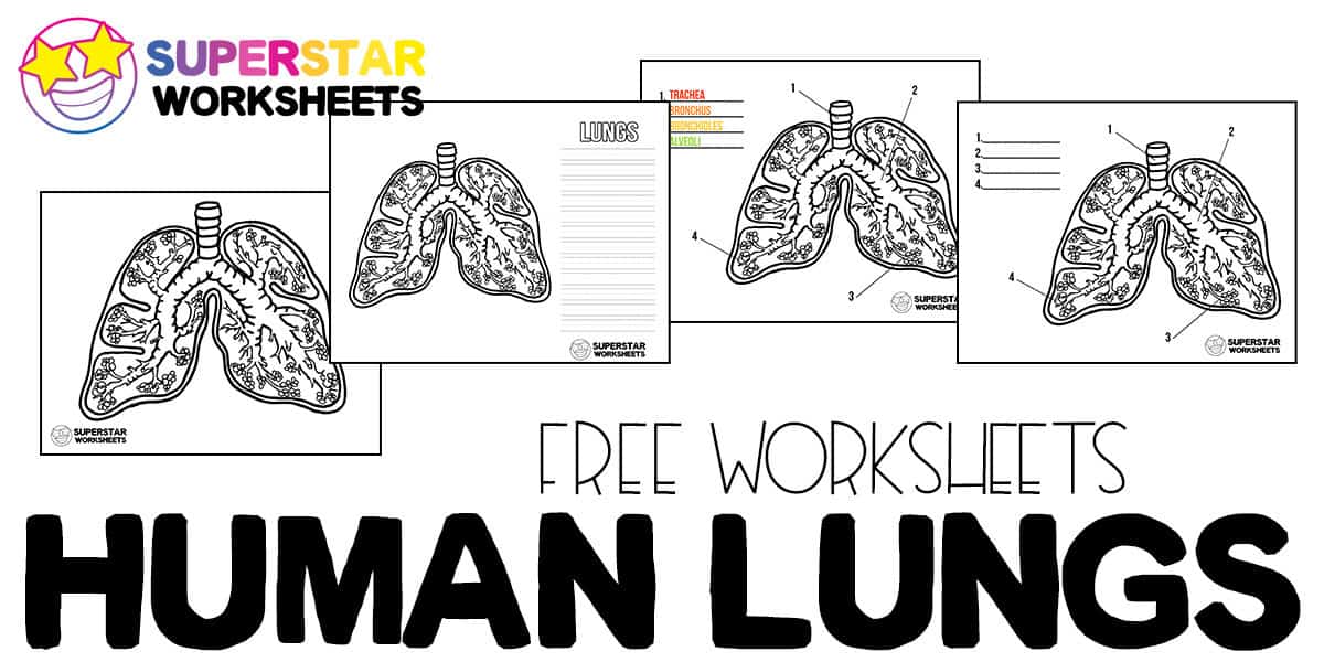 Human lungs worksheets