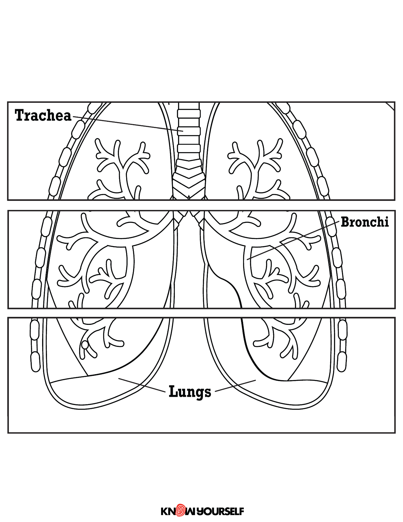 Respiratory system pathway stacking puzzle