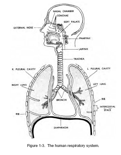 Respiratory diseases and disorders distance learning course