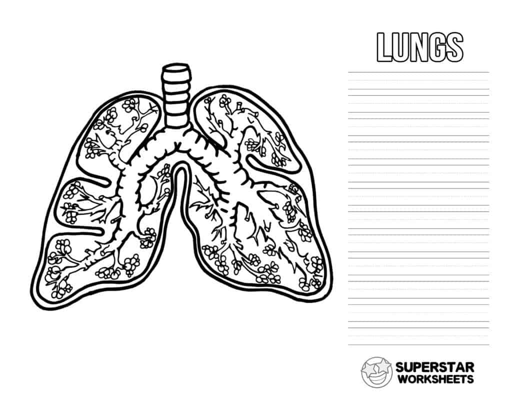 Human lungs worksheets