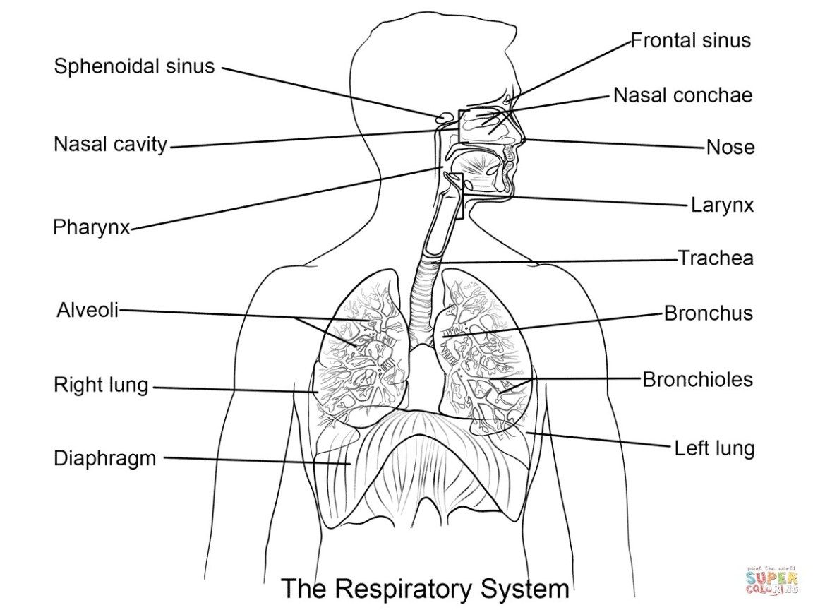 Anatomy coloring pages anatomy coloring pages free coloring pages