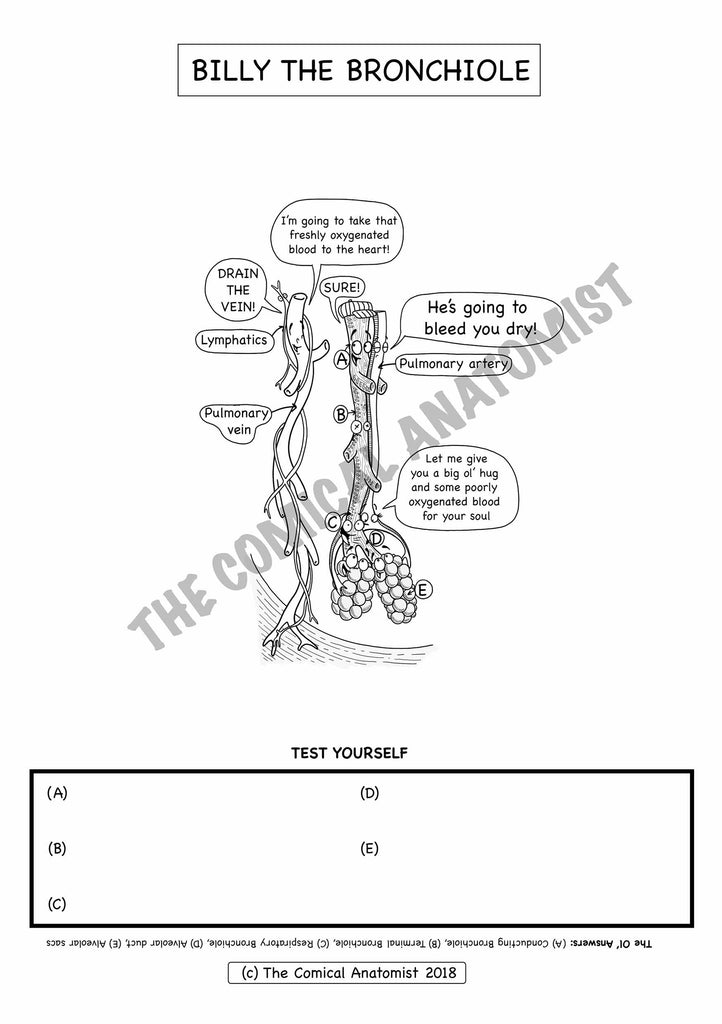 Respiratory system coloring book digital product the ical anatomist shop