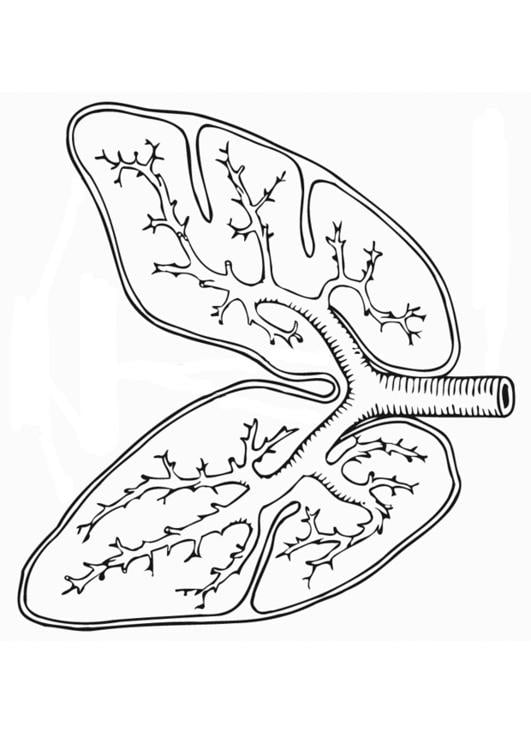 Coloring page respiratory system
