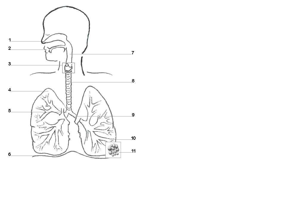 The respiratory system labeling sheet diagram