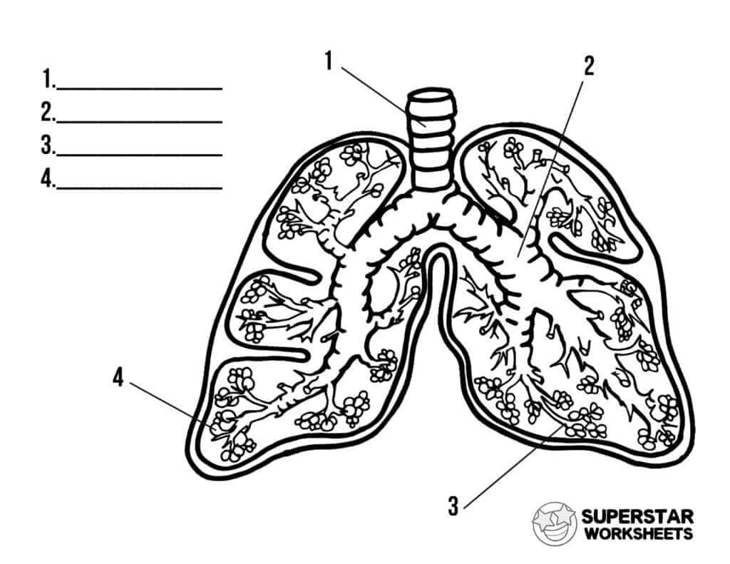 Human lungs worksheets