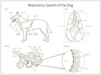 Dogs respiratory system vector images