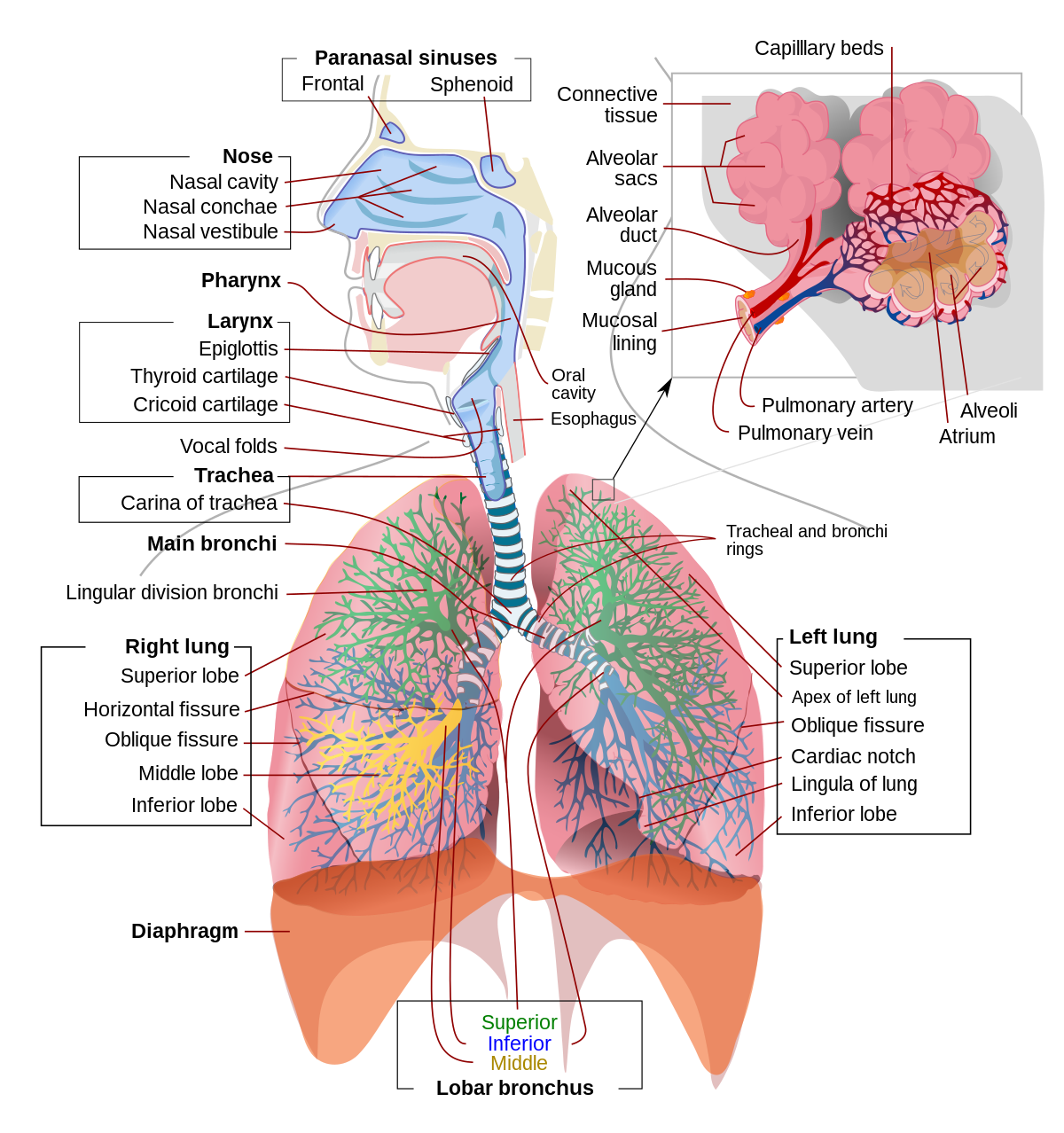 Respiratory system