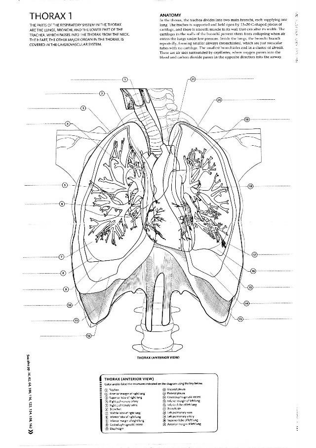 The respiratory system in the thorax lungs bronchi and course hero
