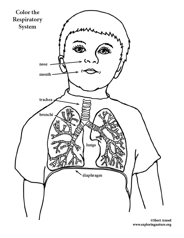 Respiratory system coloring elementary