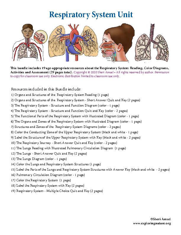 Respiratory system