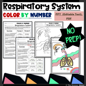 Respiratory system color by number editable human body systems coloring sheets