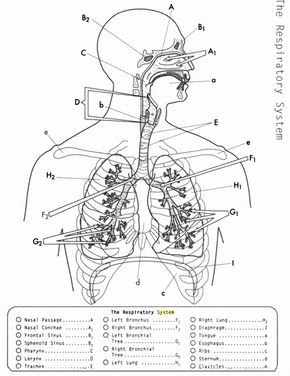 Respiratory system worksheet pdf anatomy coloring book respiratory system respiratory system anatomy